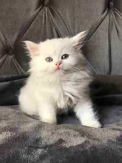 white triple coated persian kittens for sale