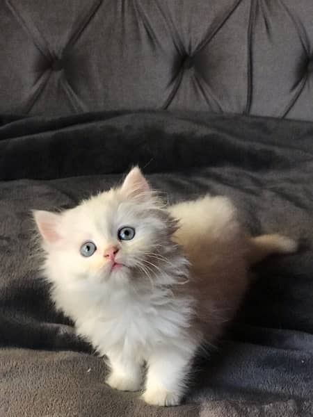 white triple coated persian kittens for sale 1