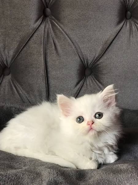 white triple coated persian kittens for sale 2