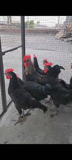 Heritage Black Australorp Roosters