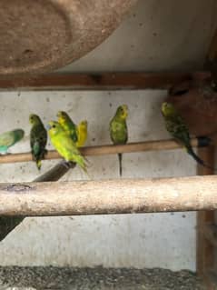 budgies 6 pairs