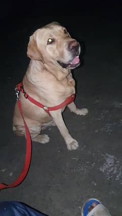 labrador male fully vaccinated only for stud