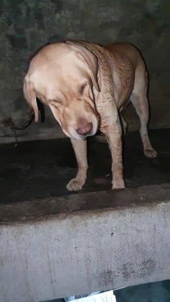 labrador male fully vaccinated only for stud 1