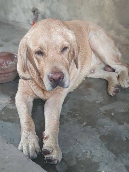 labrador male fully vaccinated only for stud 2