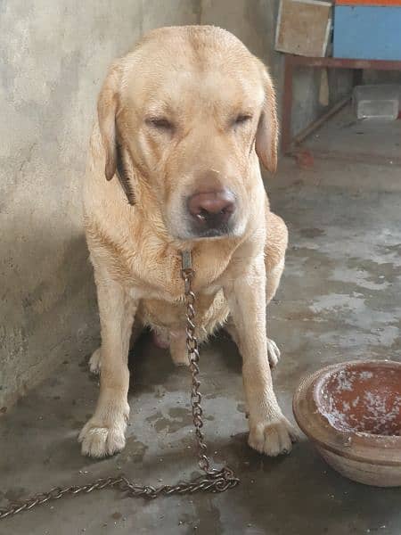 labrador male fully vaccinated only for stud 3