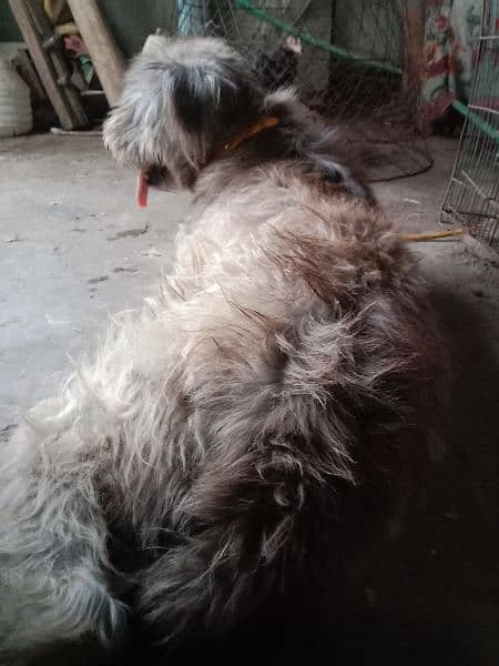 Irish wolfhound breed Hai France sy import Hai 0