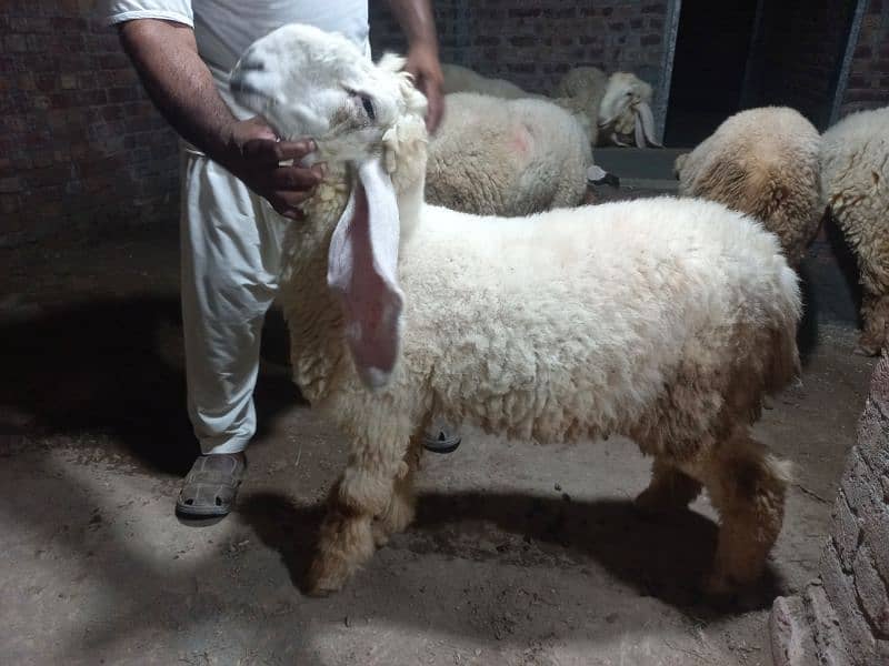 Kajla | Chatra | bakra | sheep | Goat for sale 17