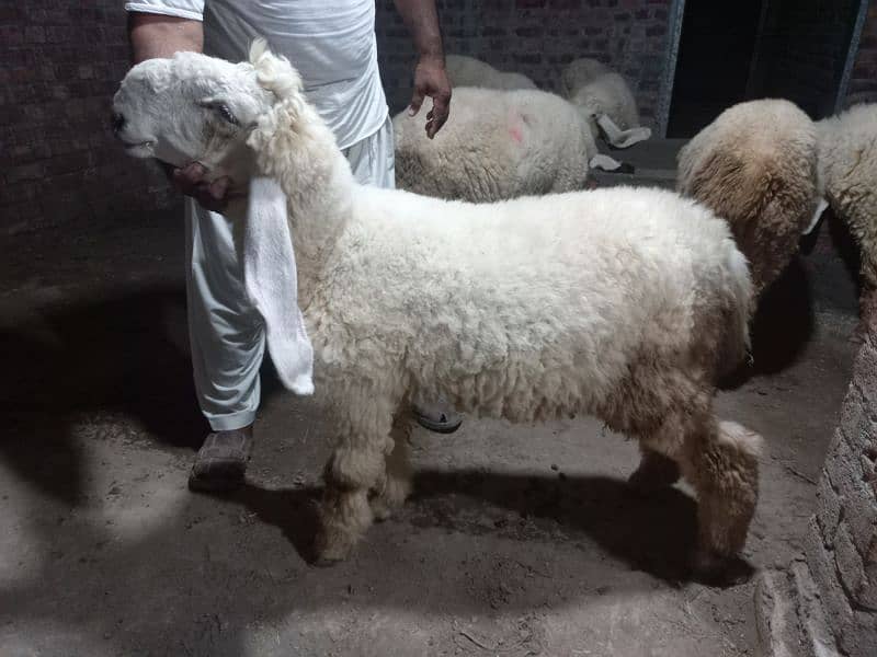 Kajla | Chatra | bakra | sheep | Goat for sale 18