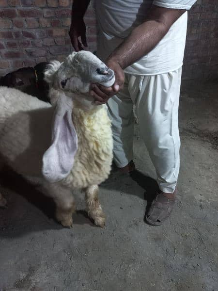 Kajla | Chatra | bakra | sheep | Goat for sale 19