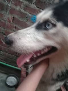 Siberian  Husky non Pedigree for sale