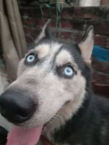 Siberian  Husky non Pedigree for sale 2