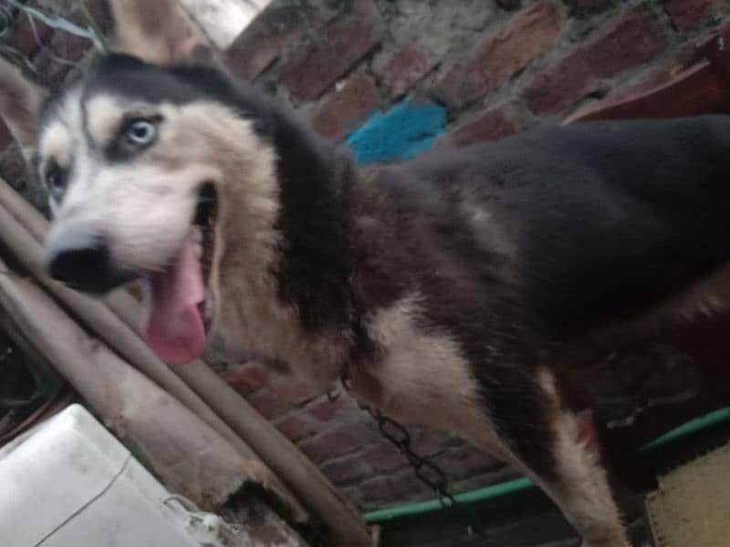 Siberian  Husky non Pedigree for sale 7