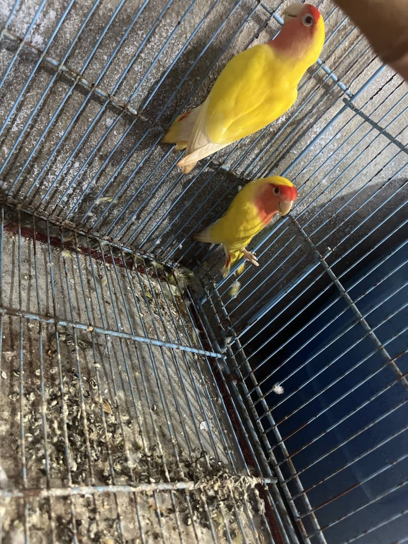 Lutino love bird 0