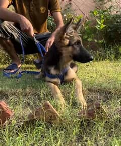 Top Quality German shepherd female puppie for sale