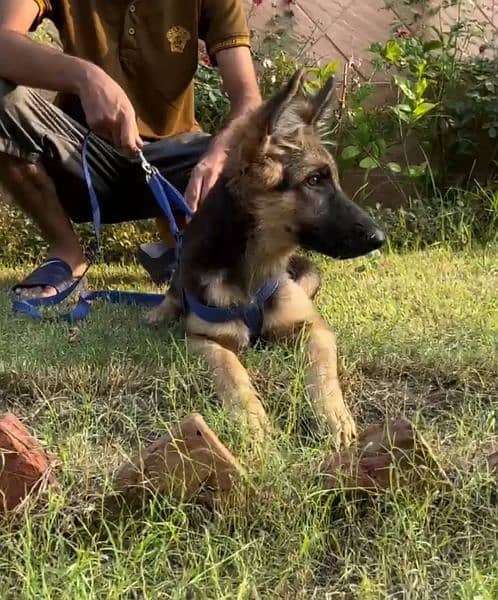 Top Quality German shepherd female puppie for sale 0