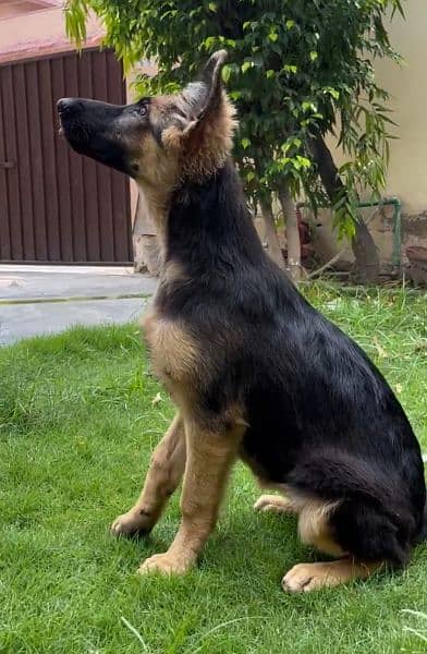 Top Quality German shepherd female puppie for sale 2