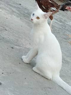 Khao Manee | Khao Plort (all white) Diamond Eye, White Cat of Thailand 0