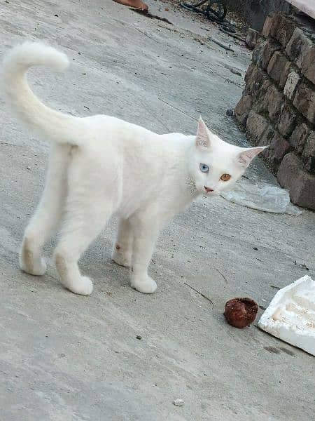 Khao Manee | Khao Plort (all white) Diamond Eye, White Cat of Thailand 1