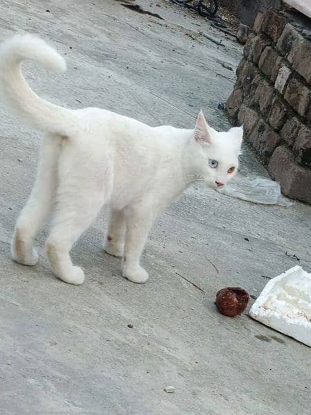 Khao Manee | Khao Plort (all white) Diamond Eye, White Cat of Thailand 2