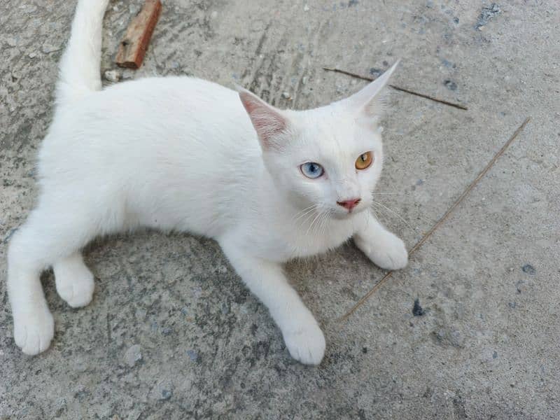 Khao Manee | Khao Plort (all white) Diamond Eye, White Cat of Thailand 3