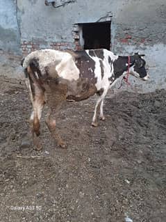 Cow For Sale