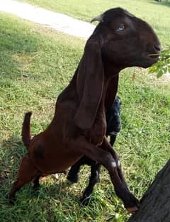 Pure 3 months old Beetal Goat خالص ۳ ماہ کا بیتل بکرا 0