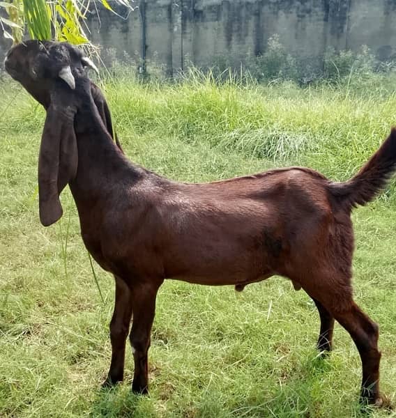 Pure 3 months old Beetal Goat خالص ۳ ماہ کا بیتل بکرا 1