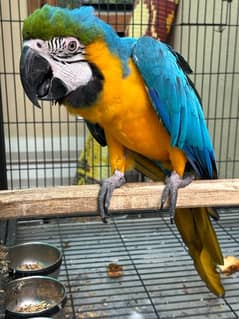 Maccaw Male | Parrot | High Quality | Available