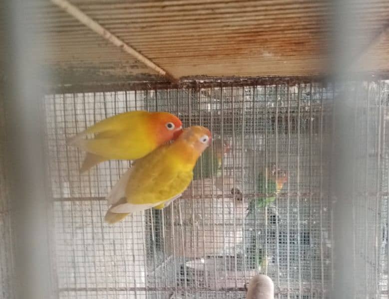 Aseel pair for sale love birds for sale with cage 8