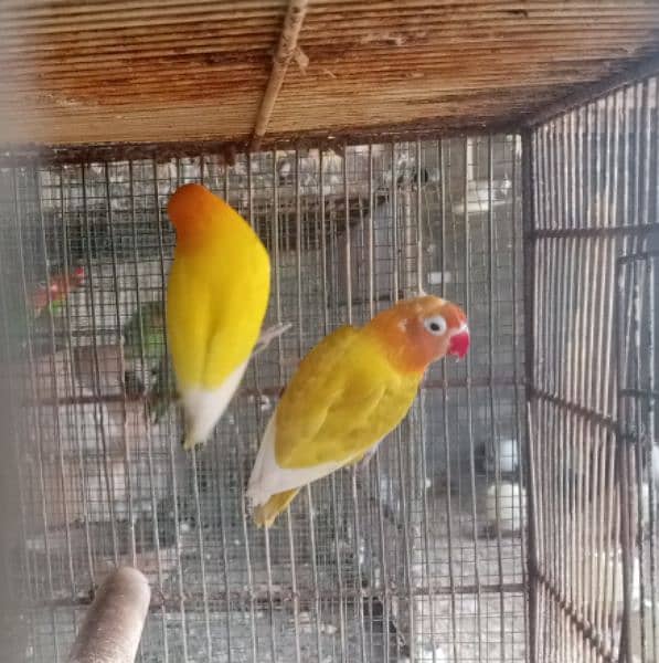 Aseel pair for sale love birds for sale with cage 9