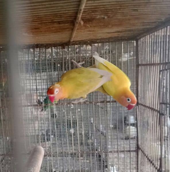 Aseel pair for sale love birds for sale with cage 10