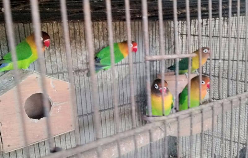 Aseel pair for sale love birds for sale with cage 13