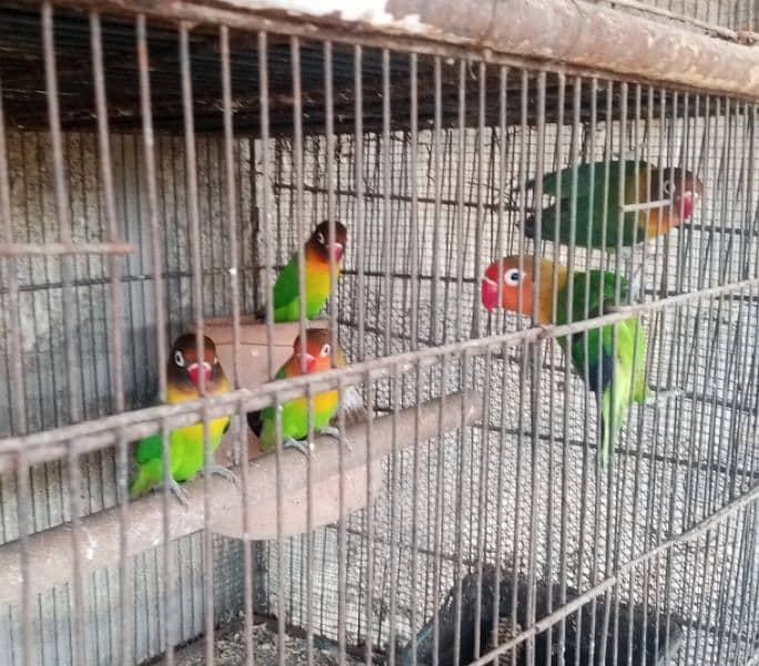 Aseel pair for sale love birds for sale with cage 14