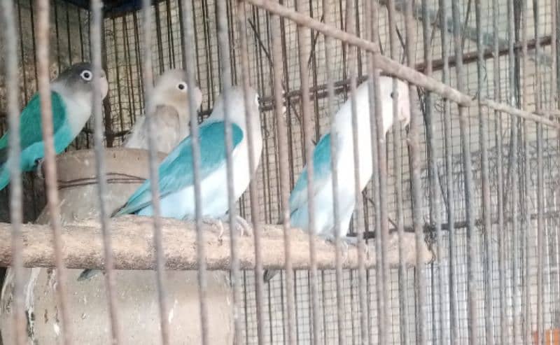 Aseel pair for sale love birds for sale with cage 15