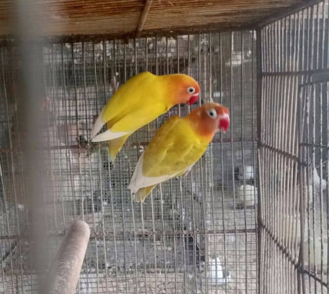 Aseel pair for sale love birds for sale with cage 16