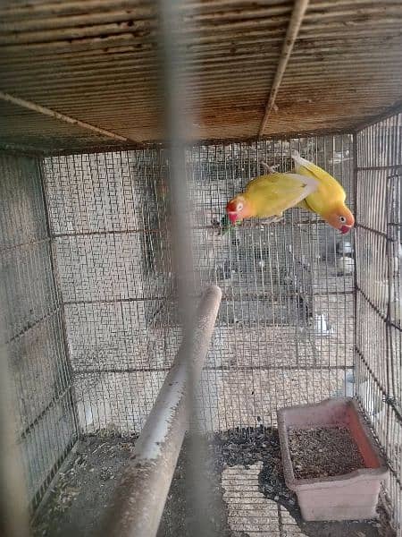 Aseel pair for sale love birds for sale with cage 17