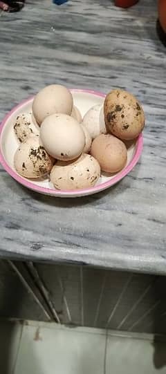 pure Desi hens