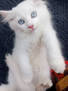 Persian triple coat/kittens /blue eyes