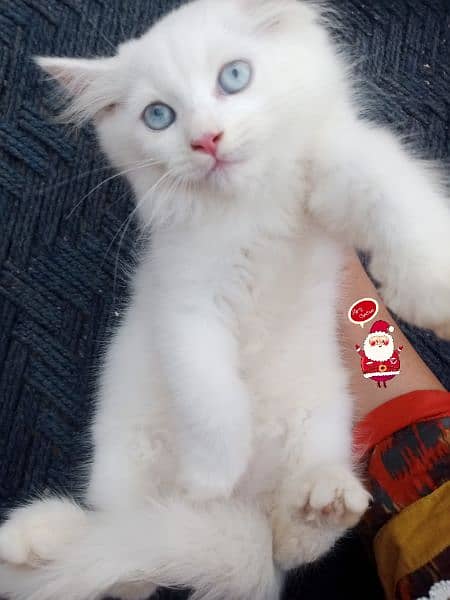 Persian triple coat/kittens /blue eyes 1