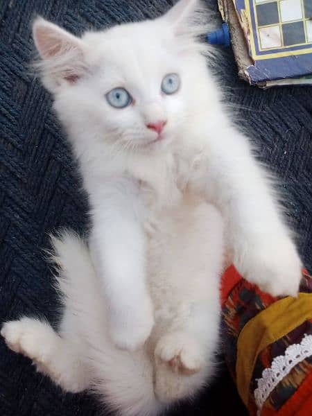 Persian triple coat/kittens /blue eyes 2