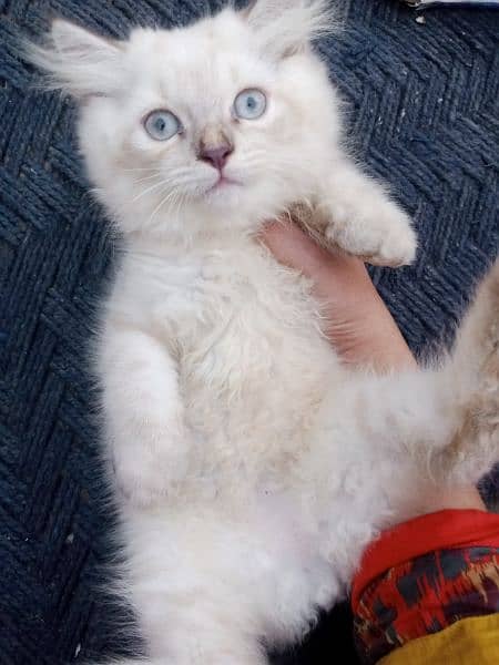 Persian triple coat/kittens /blue eyes 4