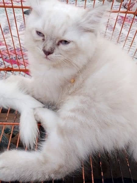 Persian triple coat/kittens /blue eyes 5