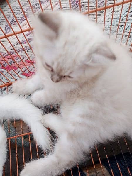 Persian triple coat/kittens /blue eyes 6