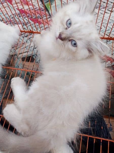 Persian triple coat/kittens /blue eyes 7