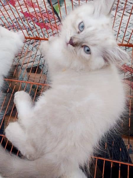 Persian triple coat/kittens /blue eyes 8