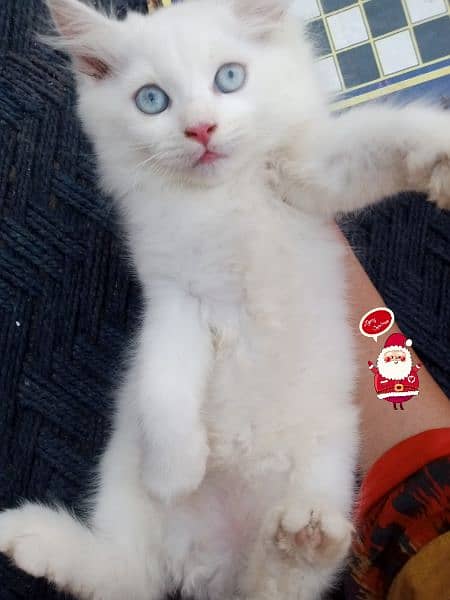 Persian triple coat/kittens /blue eyes 9