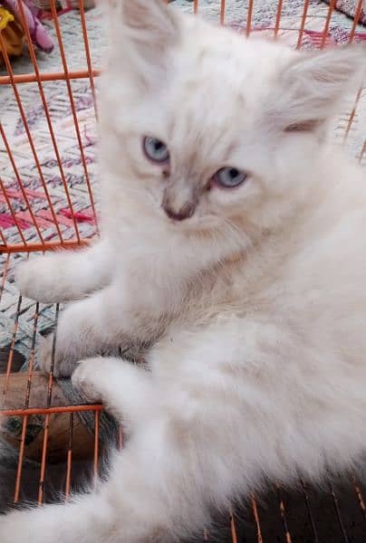 Persian triple coat/kittens /blue eyes 11