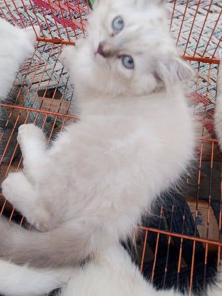 Persian triple coat/kittens /blue eyes 12