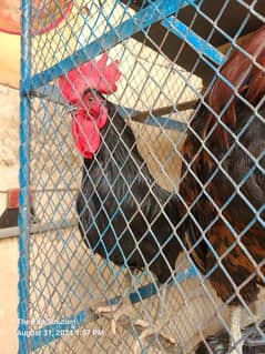 Rooster austrolop Misri Male Available Age 1.5 Years