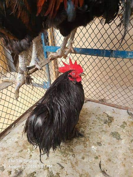 Rooster austrolop Misri Male Available Age 1.5 Years 1